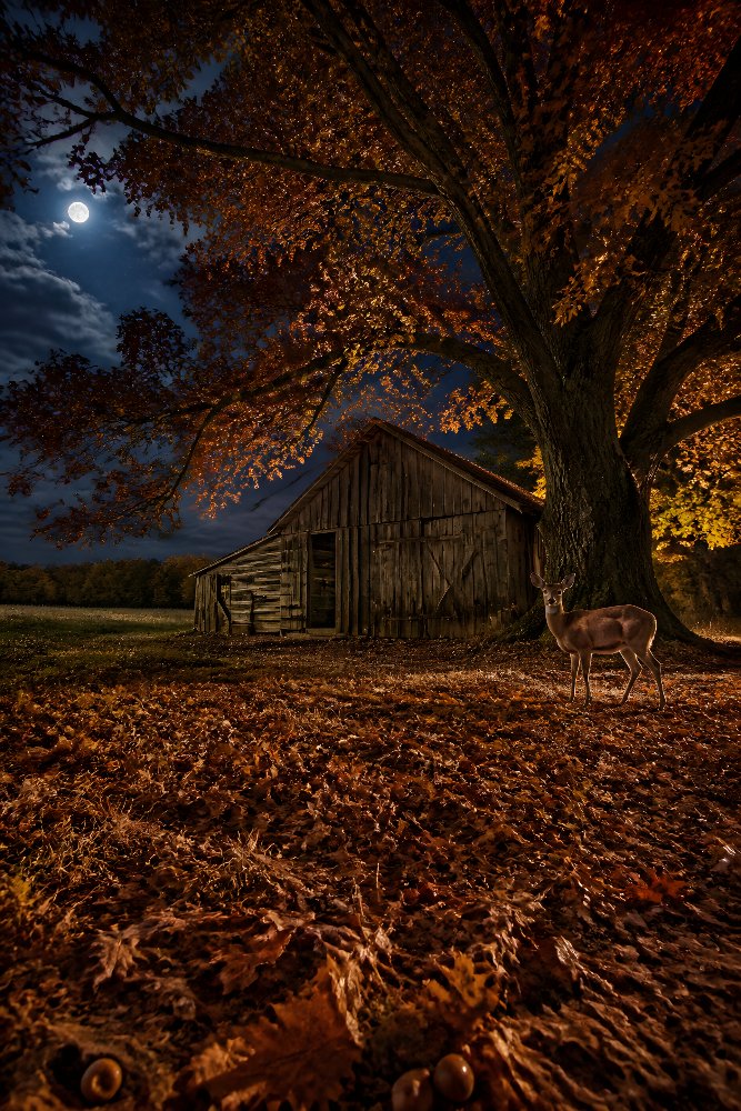 Old Barn Beneath a Large Oak Tree — Oak and Barn by Fab Posters