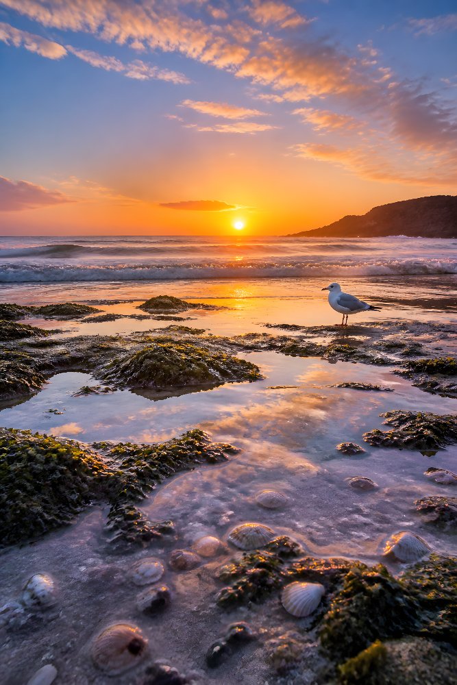 Coastal Beach at Sunrise — Sunrise Cove by Fab Posters