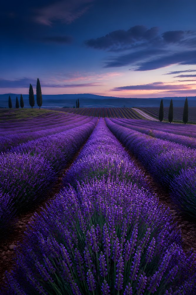Lavender Fields at Sunset — Dusky Lavender Rows by Fab Posters