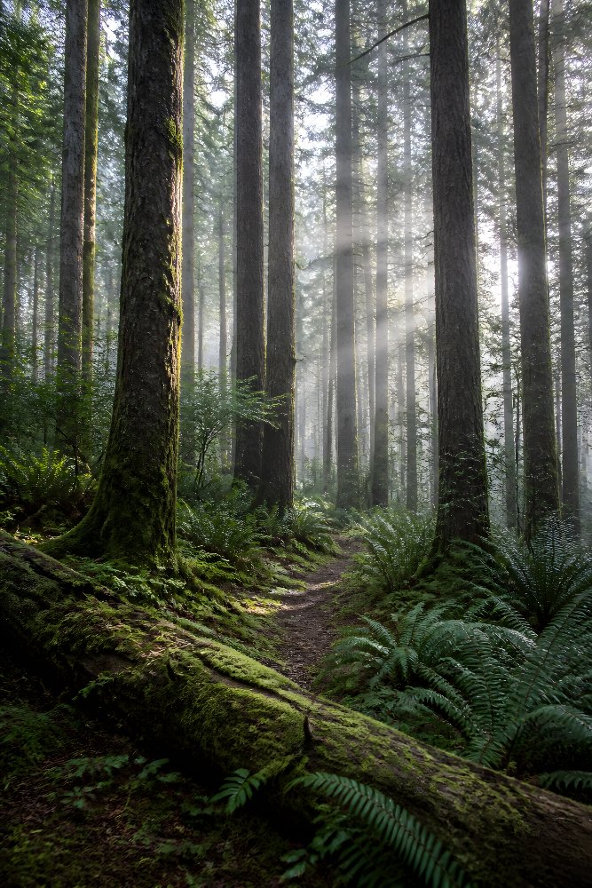 Misty Evergreen Forest — Misty Pines by Fab Posters